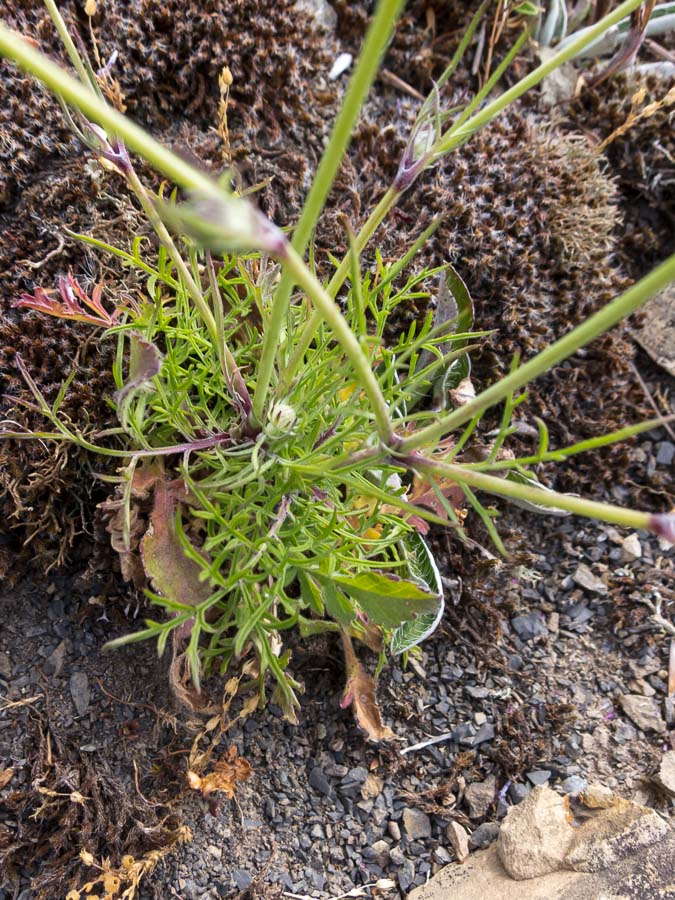 Scabiosa triandra / Vedovina a foglie sottili